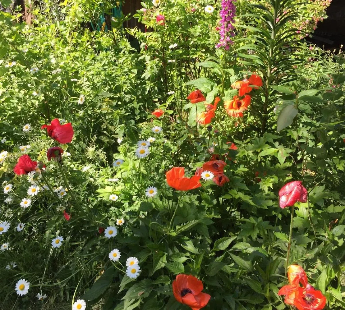 Gabriola Cottage With Gorgeous Garden Near Ocean Holiday home